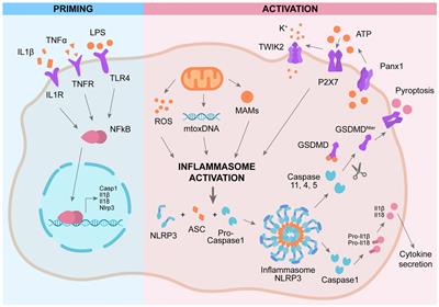 Is Drp1 a link between mitochondrial dysfunction and inflammation in Alzheimer’s disease?